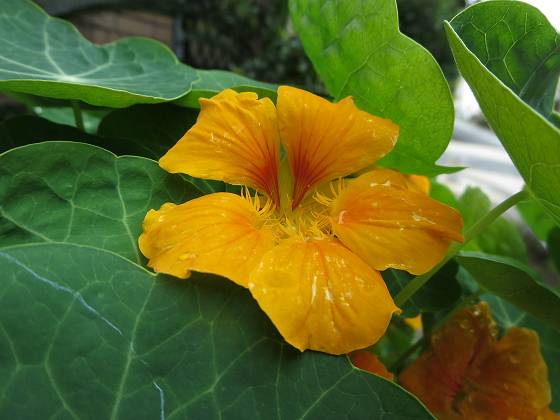 2014-07-04_0849_金蓮花_IMG_6344_s.JPG