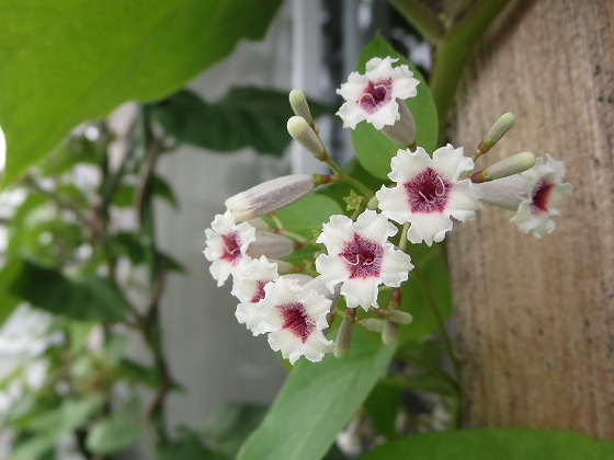2014-08-28_1013_2階のヘクソカズラ_IMG_7341_ts.JPG