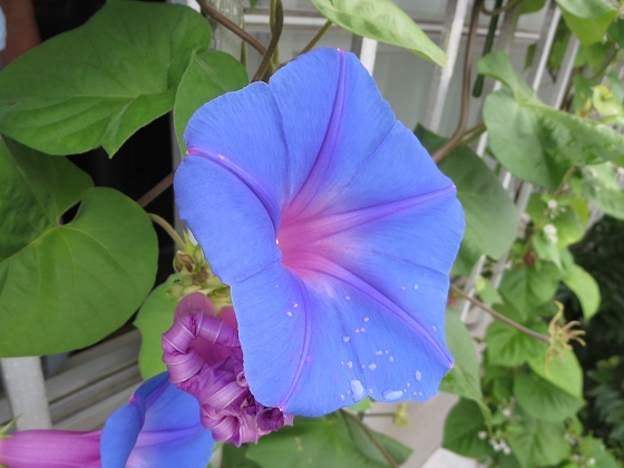 2014-08-28_1013_2階のノアサガオ_IMG_7339_ts.JPG