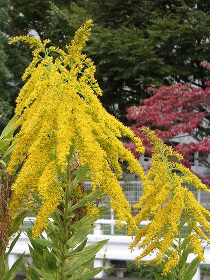 2014-10-22_0831_セイタカアワダチソウ_IMG_8386_ts.JPG