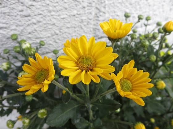 2014-10-23_0928_コギク_IMG_8402_s.JPG