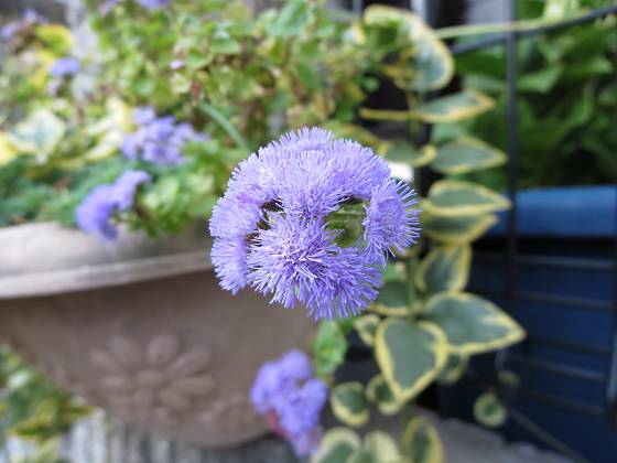 2014-10-23_0917_アゲラタム_IMG_8391_s.JPG