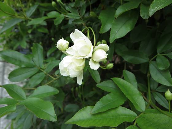 2015-04-09_1029_モッコウバラ_IMG_2580_s.JPG