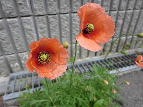 2015-04-09_1022_ナガミヒナゲシ_IMG_2568_s.JPG