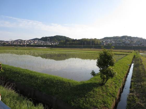 2015-05-22_1715_光る田圃_IMG_3717_s.JPG