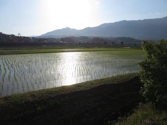 2015-05-22_1715_光る田圃_IMG_3716_s.JPG