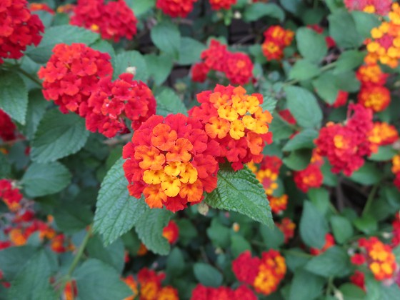 2015-06-09_1053_ランタナ_IMG_4201_s.JPG