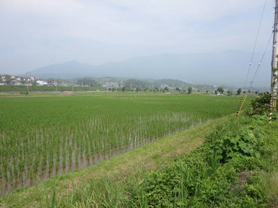 2015-06-13_0933_田圃_IMG_4272_s.JPG