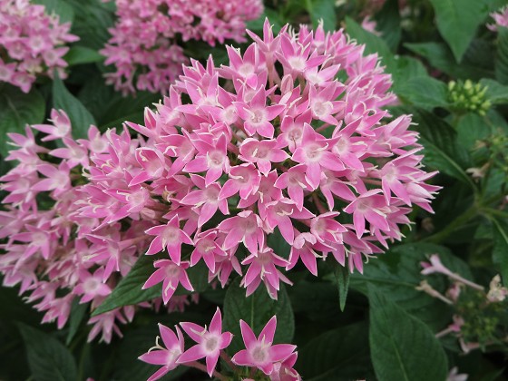 2015-8-09_0909_ペンタス_IMG_5111_s.JPG
