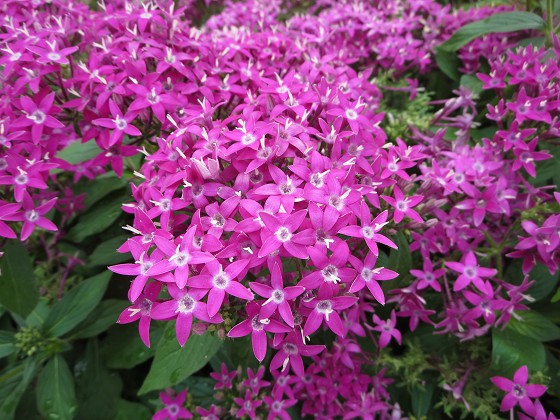 2015-8-09_0909_ペンタス_IMG_5108_s.JPG