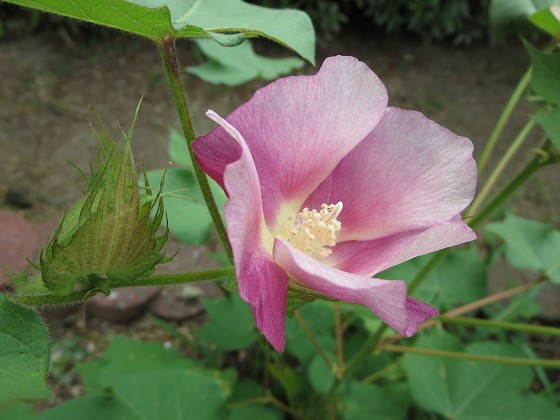 2015-8-09_0907_ワタ_IMG_5105_s.JPG