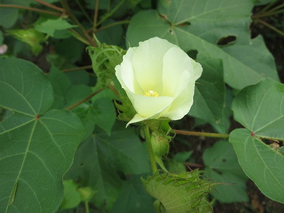 2015-8-09_0907_ワタ_IMG_5102_s.JPG