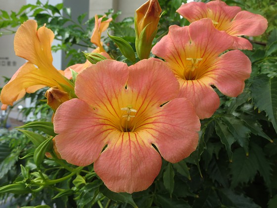 2015-8-09_0850_ノウゼンカズラ_IMG_5095_s.JPG