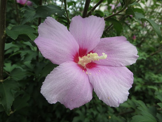 2015-8-09_0855_ムクゲ_IMG_5096_s.JPG