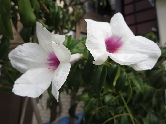 2015-8-09_0847_パンドレア_IMG_5091_s.JPG