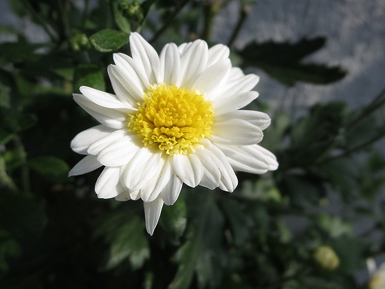 2015-8-09_0840_コギク_IMG_5087_ts.JPG
