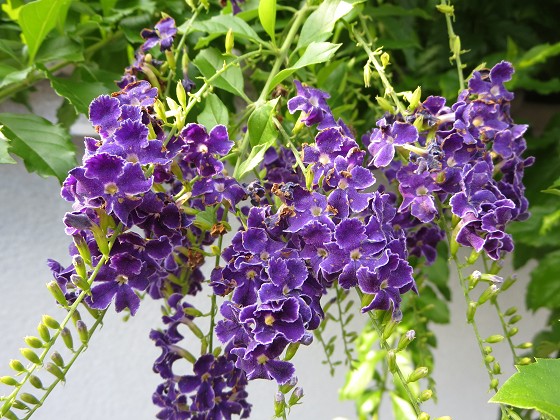 2015-8-09_0838_デュランタ_IMG_5084_s.JPG