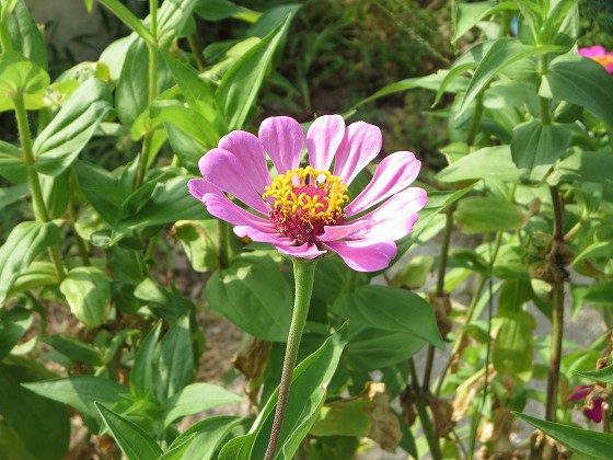 2015-8-09_0835_ジニア_IMG_5081_ts.JPG