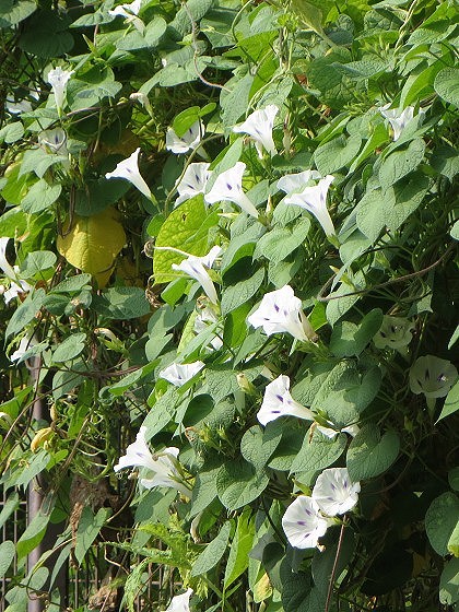 2015-8-09_0835_ウンナンアサガオ_IMG_5080_ts.JPG