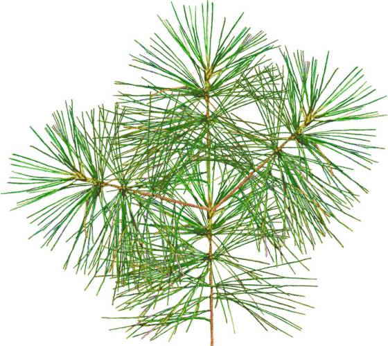 Green_Pine_Tree1_e1_pine01_verylight_s.jpg