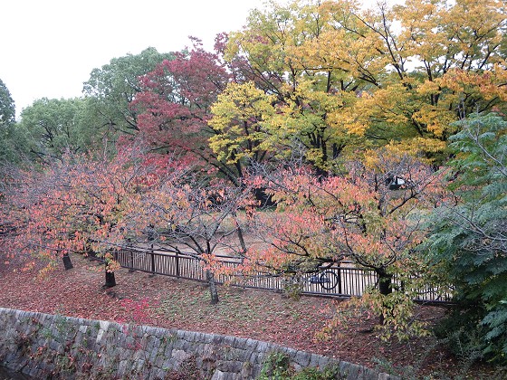 2015-11-09_1132_ケヤキ里桜紅葉_IMG_6173_s.JPG