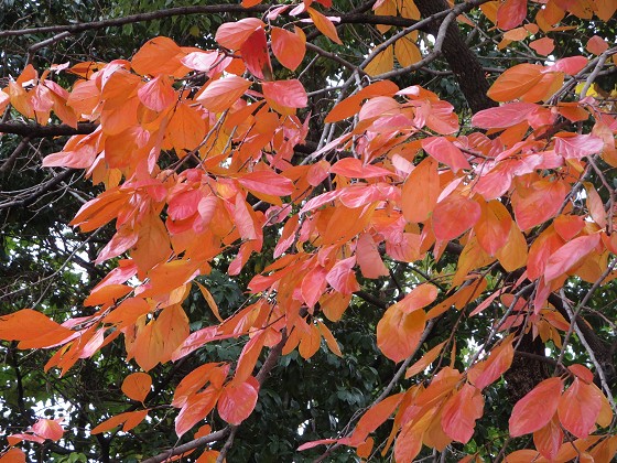 2015-11-09_1132_カキ紅葉_IMG_6172_s.JPG