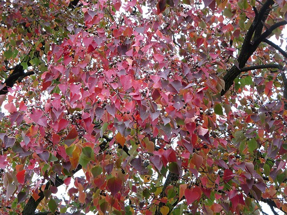 2015-11-09_1129_ナンキンハゼ紅葉_IMG_6166_s.JPG