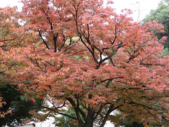 2015-11-09_1119_ケヤキ紅葉_IMG_6158_s.JPG