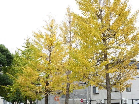 2015-11-09_1118_イチョウ黄葉_IMG_6157_s.JPG