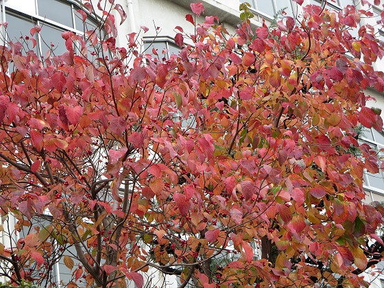 2015-11-09_1106_ハナミズキ紅葉_IMG_6152_s.JPG