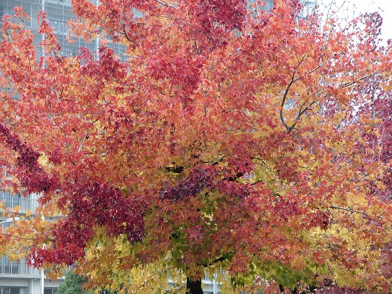 2015-11-09_1052_アメリカフウの紅葉_IMG_6150_s.JPG