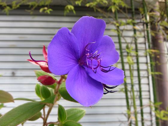 2015-11-10_0944_シコンノボタン_IMG_6191_s.JPG