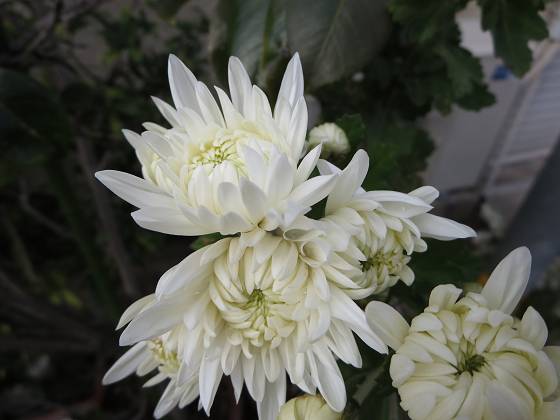 2015-11-10_0942_コギク_IMG_6189_s.JPG