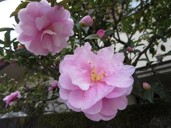 2015-11-11_1012_サザンカ_IMG_6213_s.JPG