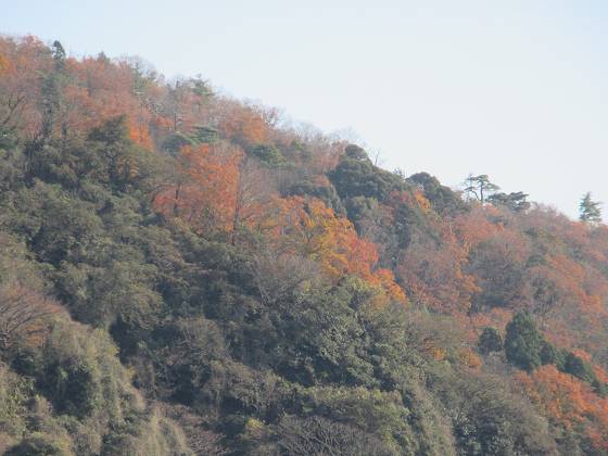 2015-12-12_1356_沖島北の紅葉_IMG_0060_s.JPG