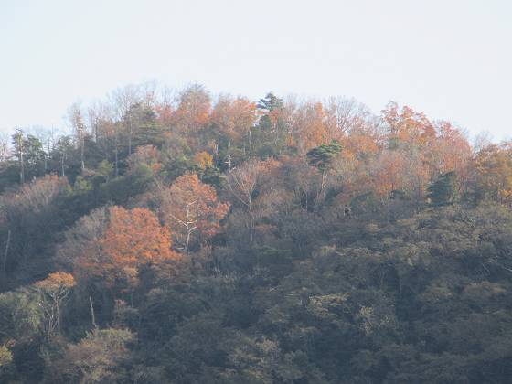 2015-12-12_1356_沖島北の紅葉_IMG_0061_s.JPG