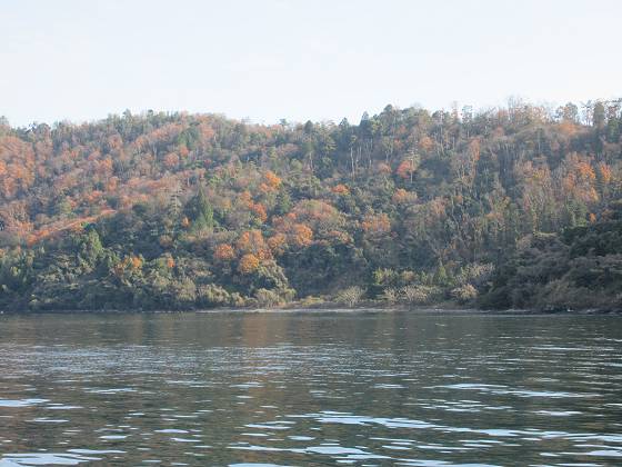 2015-12-12_1359_沖島北の紅葉_IMG_0069_s.JPG