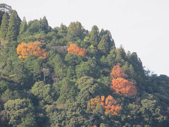 2015-12-12_1418_沖島東岸紅葉_IMG_0099_s.JPG