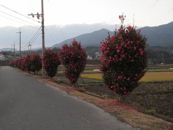 2015-12-12_1656_夕暮れのサザンカ_IMG_0135_s.JPG