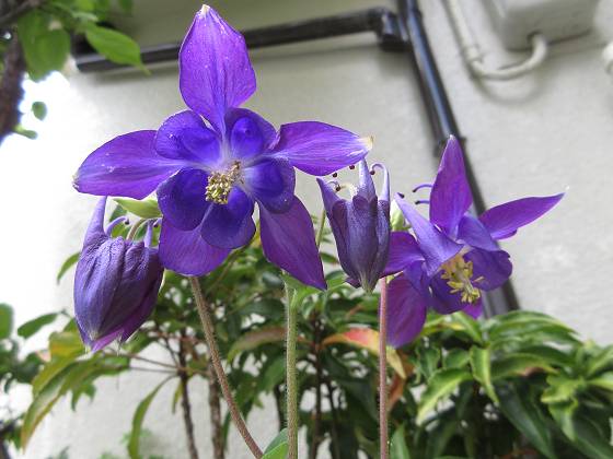 2016-04-22_1035_オダマキ_IMG_2488_s.JPG