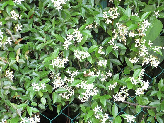 2016-05-21_0946_テイカカズラ_IMG_2994_s.JPG