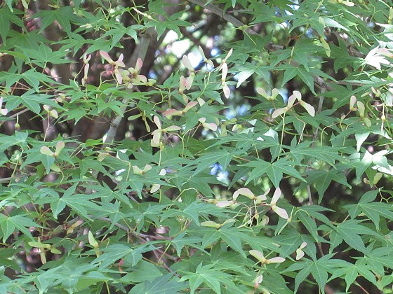 2015-05-12_0937_ヤマモミジの実(翼果)_IMG_2730_ts.JPG