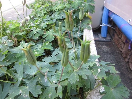 2016-05-18_1032_オダマキの実_IMG_2922_s.JPG