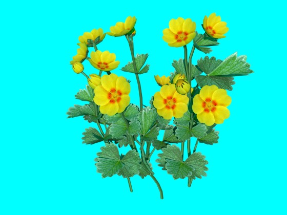 Flower_Potentilla_fragiformis_N011212_e1_2016_09_04_12_37_43_w560h420q10.jpg