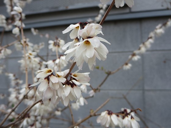 2017-03-24_1158_白レンギョウ(ウチワノキ)_IMG_8802_s.JPG