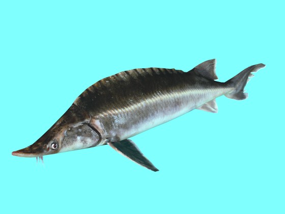 Atlantic Sturgeon