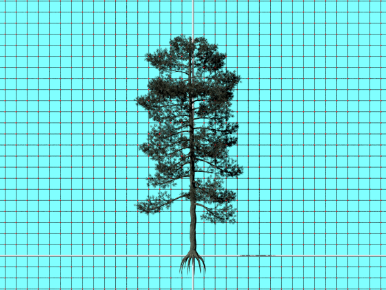 XfrogPlants_Bishop_Pine_CL13a_e1_POV_scene_w560h420q10.png