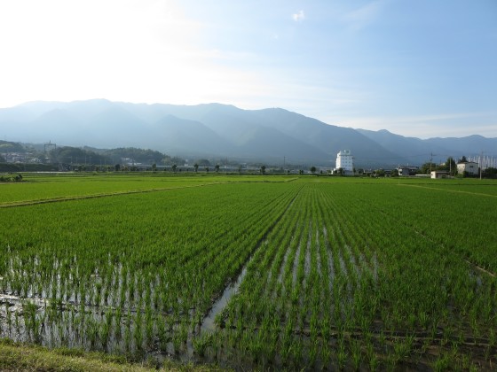 2018-06-22_1704_緑の水田と比良の山並み_IMG_1264_s.JPG