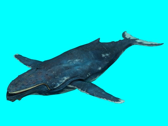 Baleen Whale