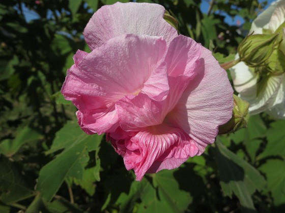 2018-10-17_0935_スイフヨウ、ピンク色の昨日の花_IMG_2146_s.JPG